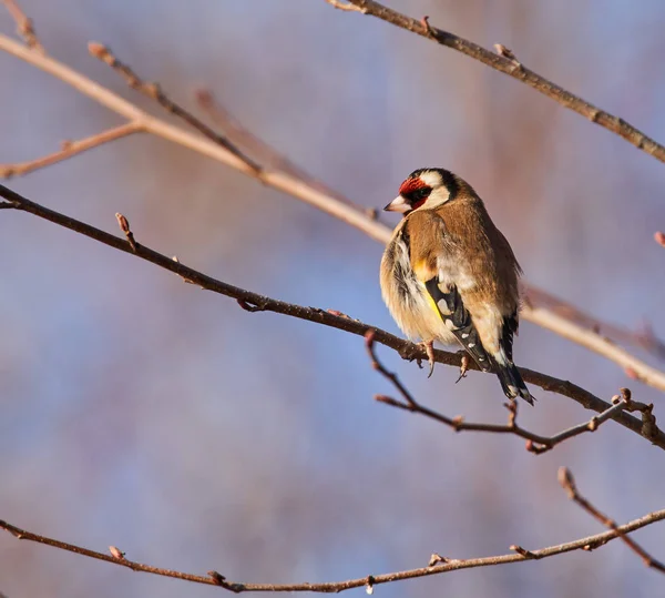 Goldfinch se alimenta de semillas —  Fotos de Stock