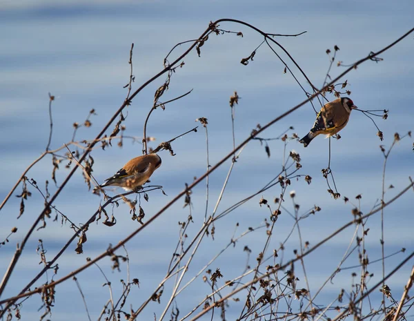 Goldfinch Carduelis Carduelis Perched Twig — Stock Photo, Image