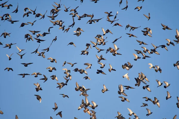 Swarm Pigeons Flying Blue Sky — Stock Photo, Image