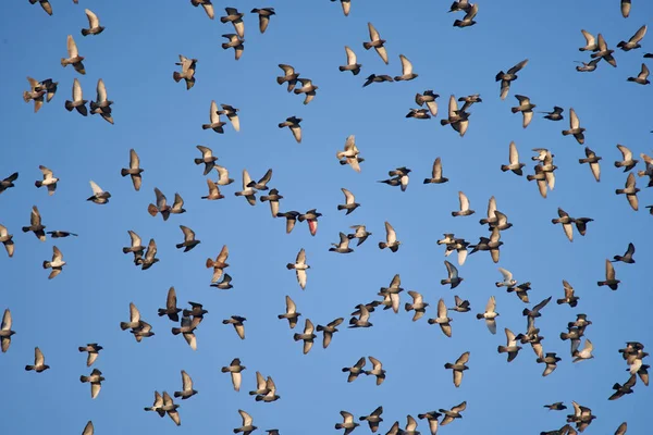 Enxame Pombos Voando Contra Céu Azul — Fotografia de Stock