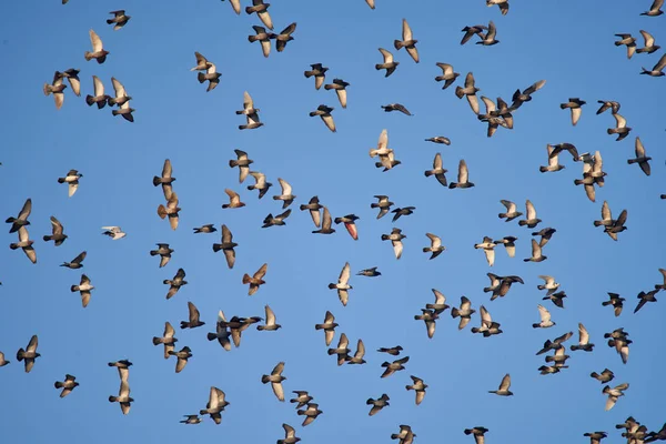 Zwerm Duiven Die Tegen Blauwe Lucht Vliegen — Stockfoto