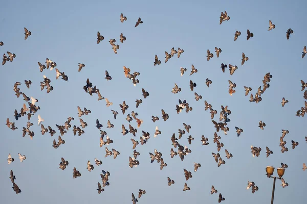 Swarm Pigeons Flying Blue Sky — 스톡 사진