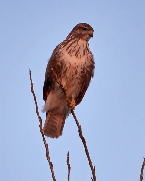 Běžný Pták Buteo Buteo Sedící Stromě — Stock fotografie