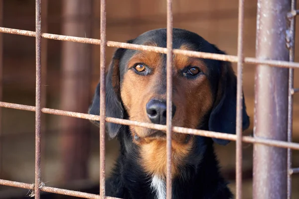 Cão Caça Olhando Através Grade Uma Gaiola — Fotografia de Stock