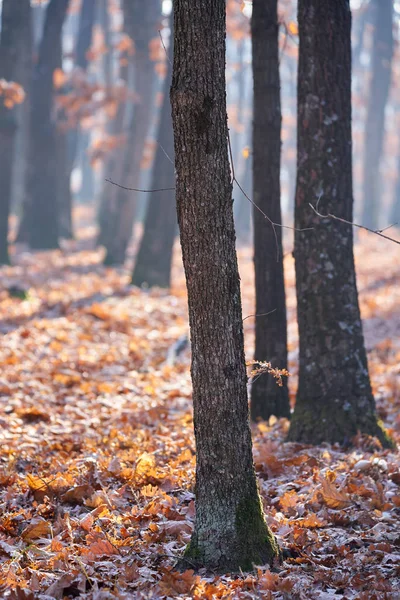 Las Dębowy Zimą Mrożonymi Liśćmi — Zdjęcie stockowe