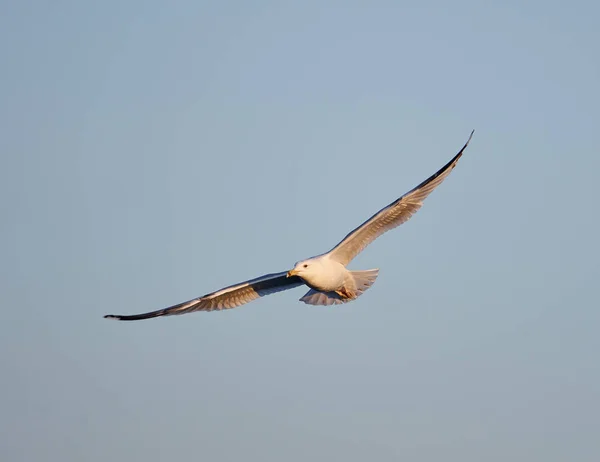 Gaivota Voo Sobre Fundo Céu Azul Imagens De Bancos De Imagens Sem Royalties