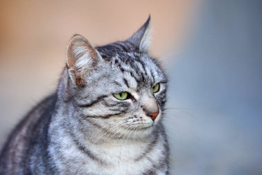Gri çizgili ve kışın yeşil gözlü bir kedi.