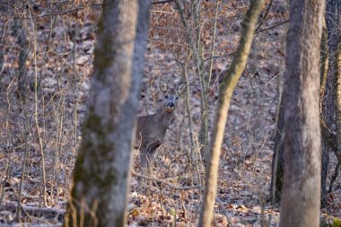 ormanda genç Karaca