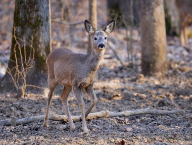 ormanda genç Karaca