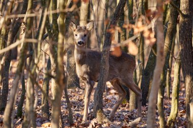 İlkbaharda ormanda roe geyiği.
