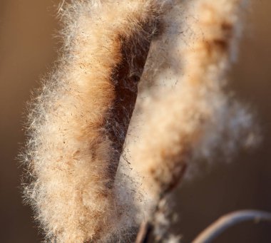 Bulrush rüzgarda tohumları yayıyor, yakın plan. 