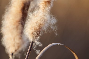 Bulrush rüzgarda tohumları yayıyor, yakın plan. 