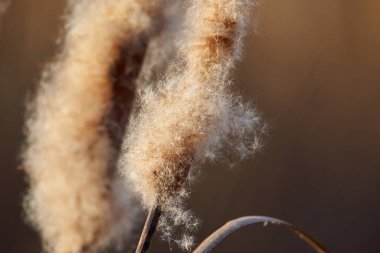 Bulrush rüzgarda tohumları yayıyor, yakın plan. 