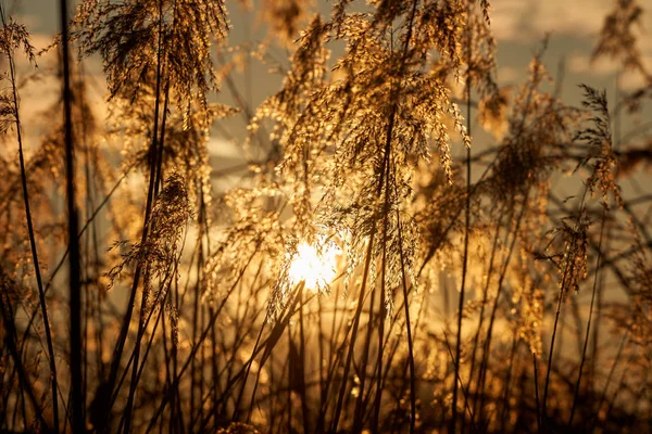 Sol Sett Genom Vass Ett Träsk Vid Solnedgången — Stockfoto