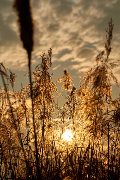 Güneş Bataklıktaki Sazlıklar Arasından Gün Batımında Görünüyor — Stok fotoğraf