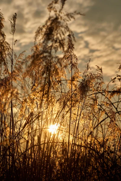 日没時に沼の葦を通して見られる太陽 — ストック写真