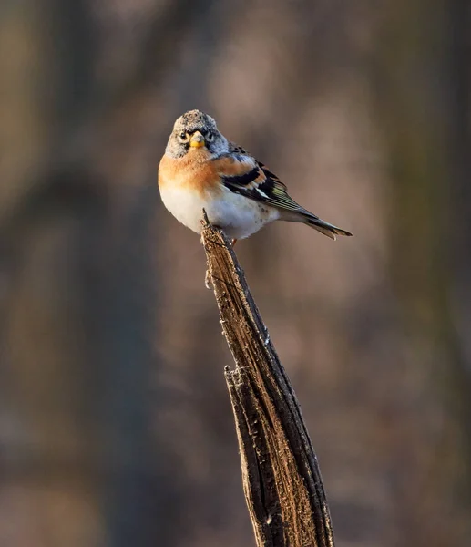 Brambling Bird Fringilla Montifringilla Encaramado Una Ramita — Foto de Stock