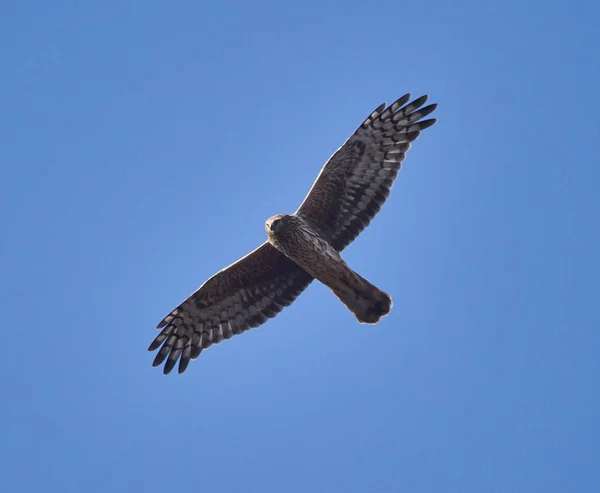 Ural Owl Strix Uralensis Létání Nad Modrá Obloha Pozadí — Stock fotografie