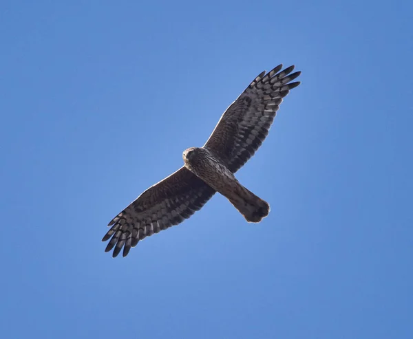 Ural Gufo Strix Uralensis Volare Sopra Sfondo Cielo Blu — Foto Stock