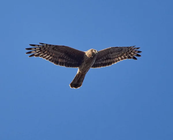 Ural Baykuş Strix Uralensis Yukarıda Uçan Mavi Gökyüzü Arka Planı — Stok fotoğraf