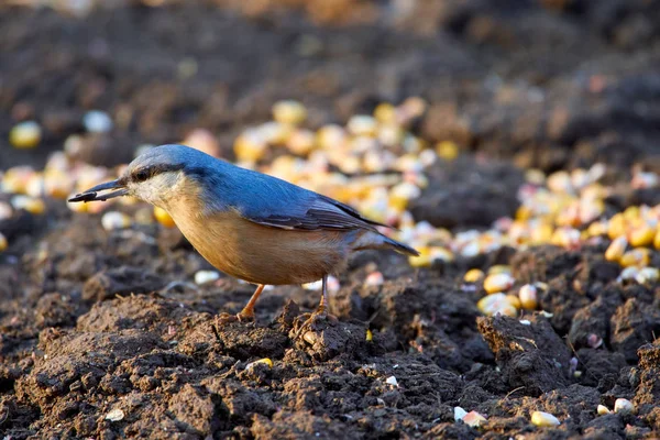 Eurasian nuthatch feeding on spilled corn beans on the ground