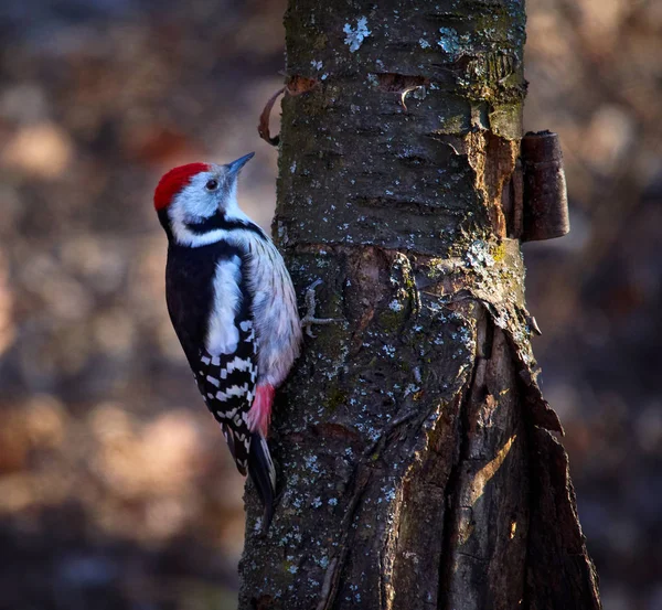 Pic Tacheté Moyen Dendrocopos Medius Perché Sur Une Branche Arbre — Photo