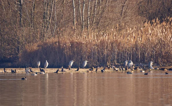 Variety Water Birds Shore Swamp — Stock Photo, Image