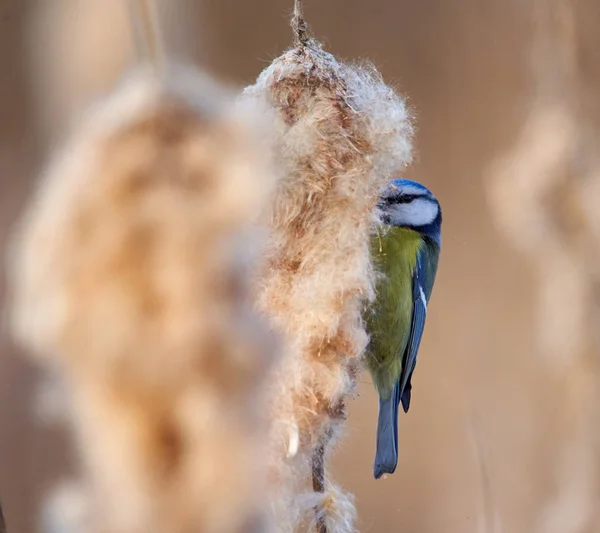 Blue Tit Parus Caeruleus Feeding Bulrush Seeds — 스톡 사진