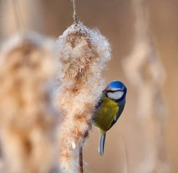 Blaumeise Parus Caeruleus Die Sich Von Zwiebelsamen Ernährt — Stockfoto