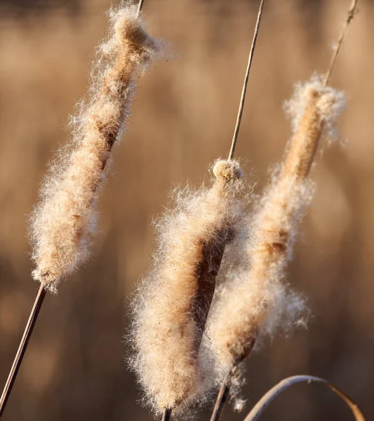 Bulrush Sprider Frön Vinden Närbild — Stockfoto