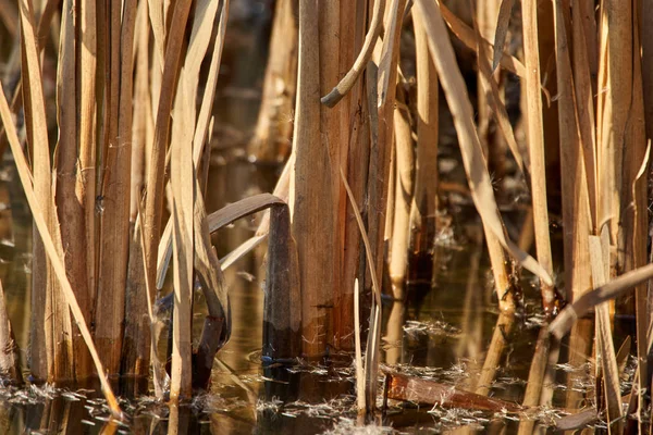 Base Des Roseaux Eau Dans Les Marais — Photo