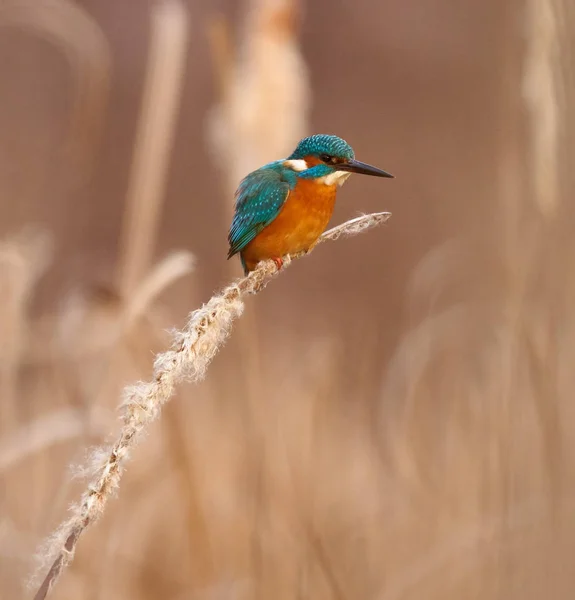 Oiseau Martin Pêcheur Coloré Perché Sur Roseau — Photo