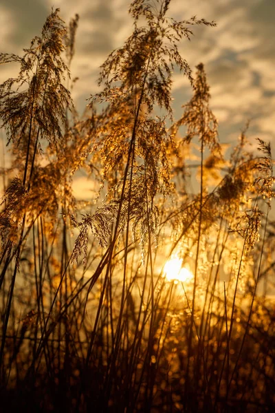 夕阳西下 阳光透过芦苇透过沼泽地 免版税图库照片