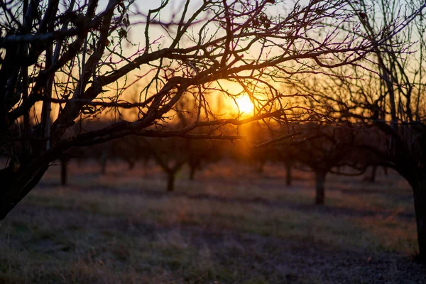 Orchard Švestkami Jaře Při Západu Slunce — Stock fotografie