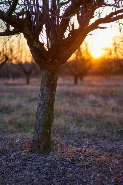 Orchard Švestkami Jaře Při Západu Slunce — Stock fotografie