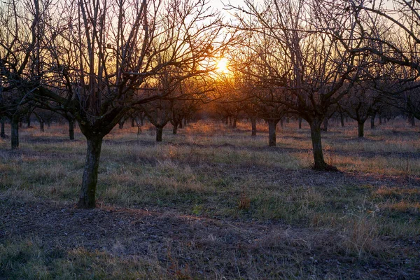 Fruktträdgård Med Plommonträd Våren Vid Solnedgången — Stockfoto