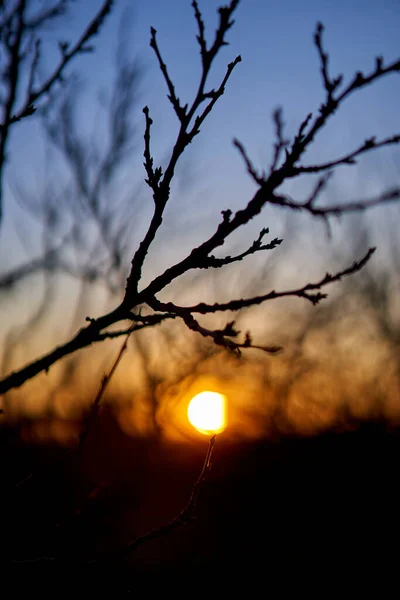 Primer Plano Los Ciruelos Huerto Atardecer —  Fotos de Stock