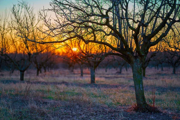 Boomgaard Met Pruimenbomen Lente Snoei Activiteit — Stockfoto