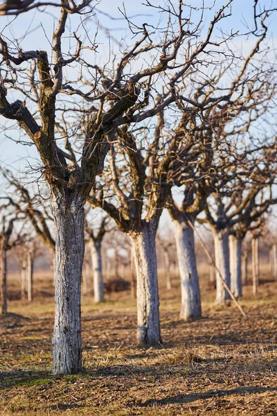 Pomar Com Ameixas Primavera Após Atividade Poda — Fotografia de Stock