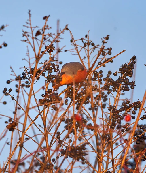 Bullfinch Macho Pyrhulla Pyrhulla Alimentando Bagas Negras — Fotografia de Stock