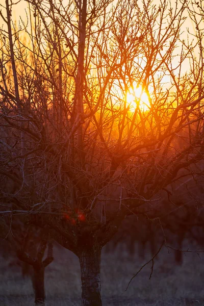 Closeup Árvores Ameixa Pomar Por Sol — Fotografia de Stock