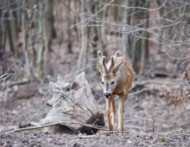 Roebuck, Capreolus Capreolus, ormanda, ilkbaharın başlarında