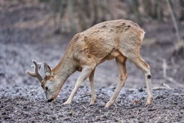 Roebuck, Capreolus Capreolus, ormanda, ilkbaharın başlarında