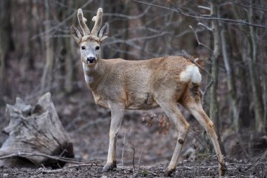 Roebuck, Capreolus Capreolus, ormanda, ilkbaharın başlarında