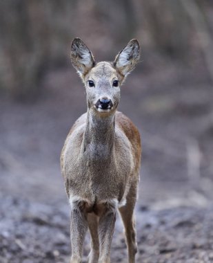 Roe geyiği, Capreolus Capreolus, ilkbaharın başlarında ormanda.