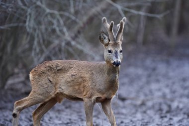 Roebuck, Capreolus Capreolus, ormanda, ilkbaharın başlarında