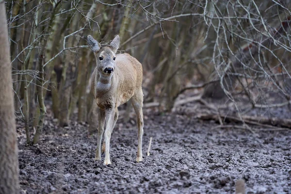 Rehe Capreolus Capreolus Vorfrühling Wald — Stockfoto