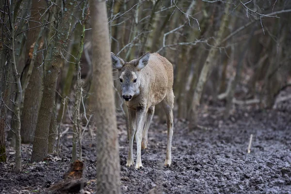 Rehe Capreolus Capreolus Vorfrühling Wald — Stockfoto