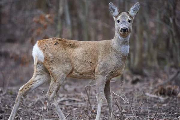 早春の森の中のカプレオラス カプレオラスの鹿 — ストック写真