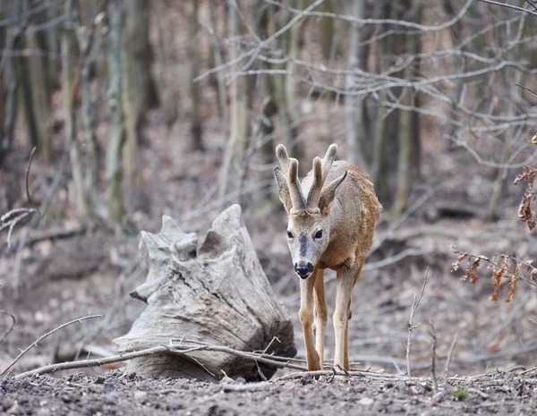 Roebuck Capreolus Capreolus Erdőben Kora Tavasszal — Stock Fotó